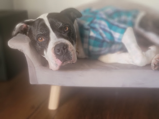 Mutt butt LLC Gallery - United States