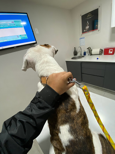 Hospital Veterinario DERMAVET - Thumbnail