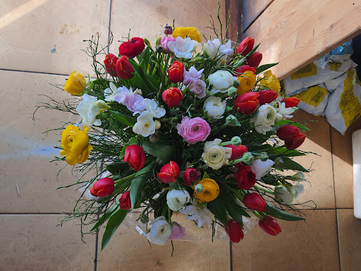 Blumen Thao-Anh - Thumbnail