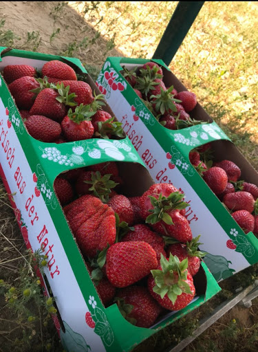 BB Brandenburger Obst GmbH - Thumbnail