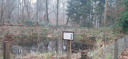 Waldteich Heinrich’s Ruh - Thumbnail