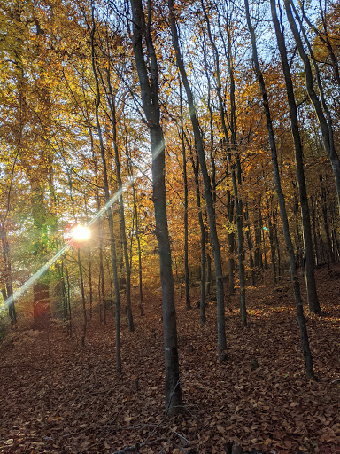 Fraiheetsbam (forêt entre Strassen et Bridel) - Thumbnail