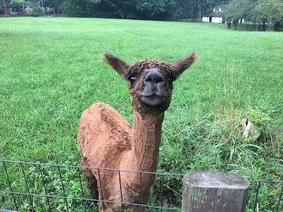 The Patch, Alpaca Farm Store