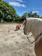 Normandie Equitherapie à Angerville-l'Orcher