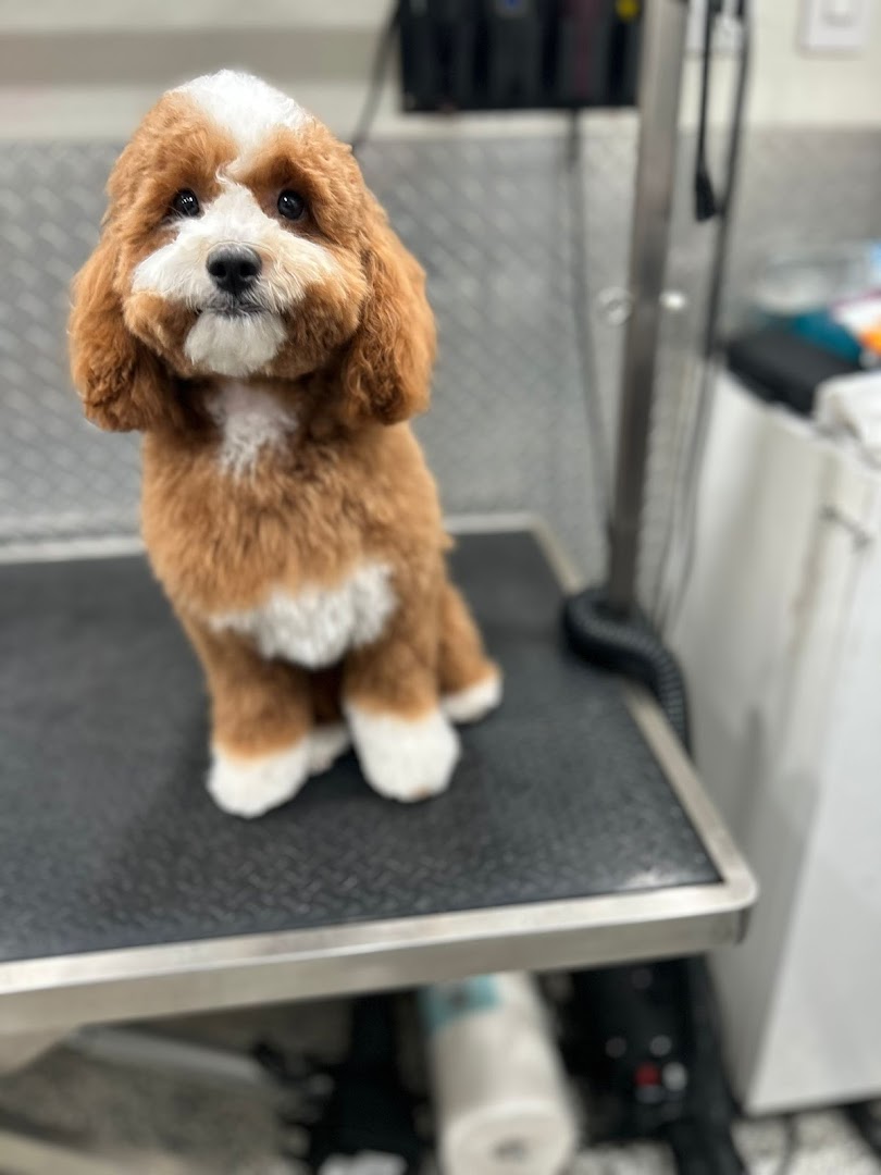 Mobile Dog Grooming Downtown Miami