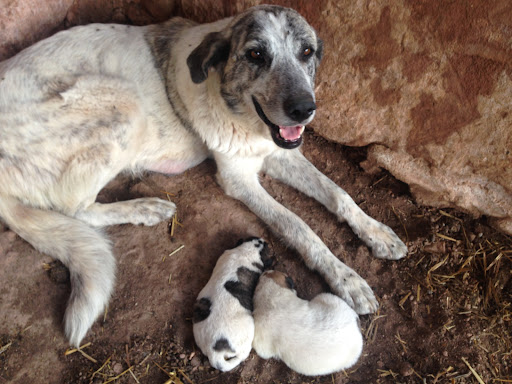 PetGreenes Veterinaria Especialista en Nutrición de Perros y Gatos.