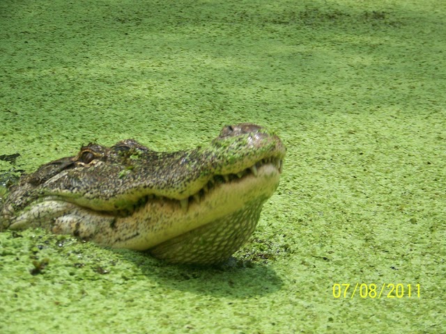 Honey Island Swamp Tours