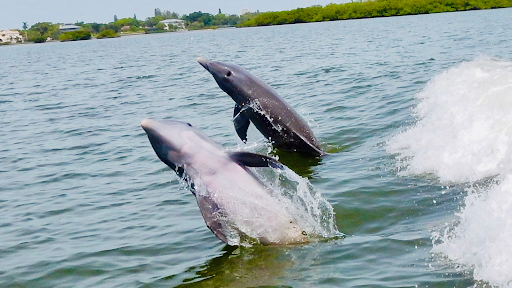 Beachin' Charters - Visual