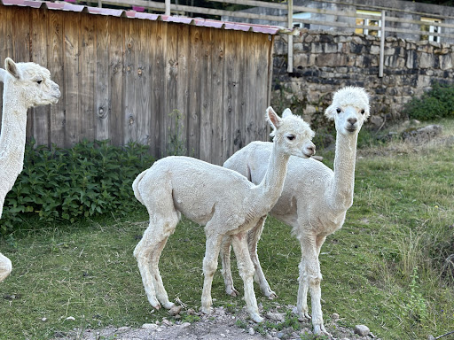Photo de Domaine du Bas de Chêne