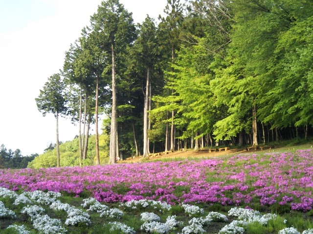Hitsujiyama Park