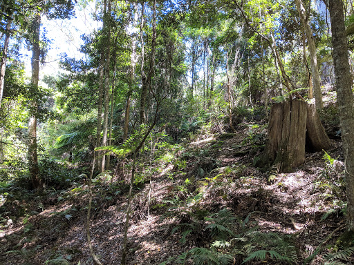 Box Cutting Rainforest Walk