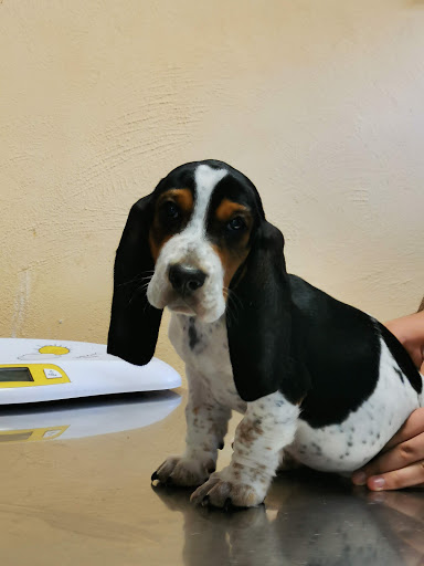 Centro Clínico Veterinario Bastet