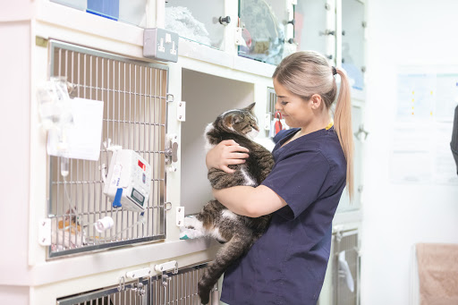 Shaw Vets - Visual
