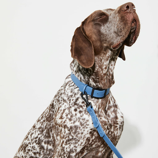 Yonder Dog - Visual