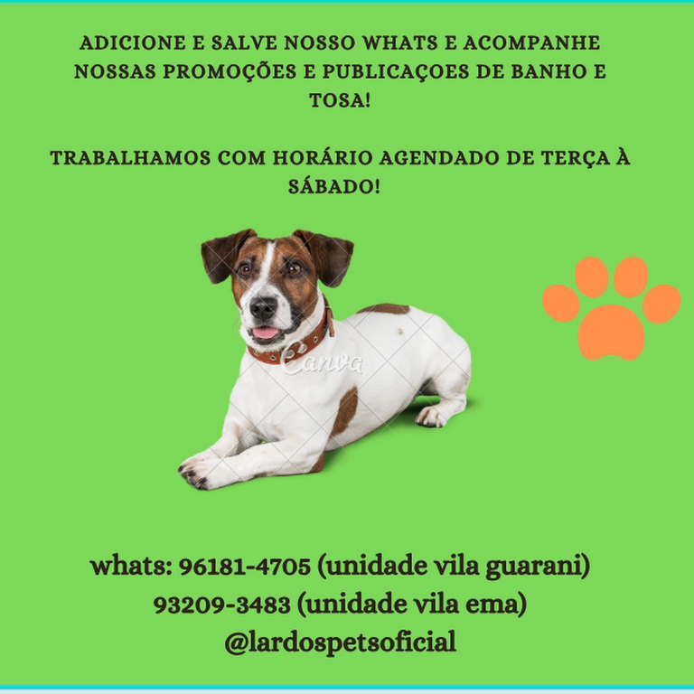 Pet Shop Perto de Mim Banho e Tosa Agendar Vila Brasil - Banho e