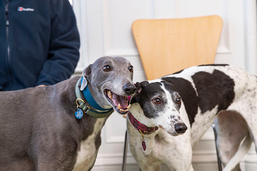 Fair City Veterinary Group Gallery - United Kingdom