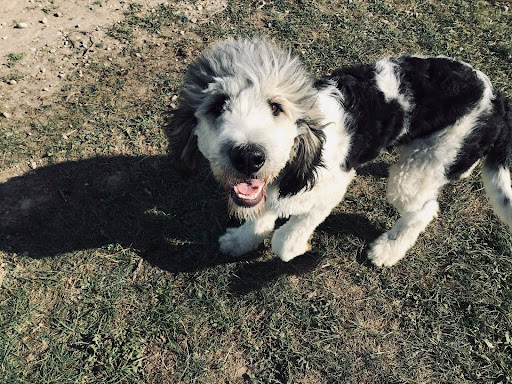 Animal Benefit Care - Thumbnail