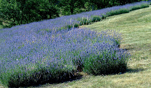 Photo n°3 de Gîtes à Fontbarlière à Le Castellard-Mélan (Gîte)