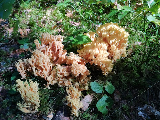 Carrefour de la glacière