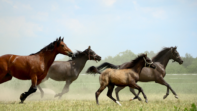 Carolina Equestrian