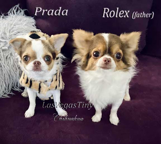 tiny chihuahua puppies for sale