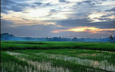 Photos of Nilgala Forest in Sri Lank