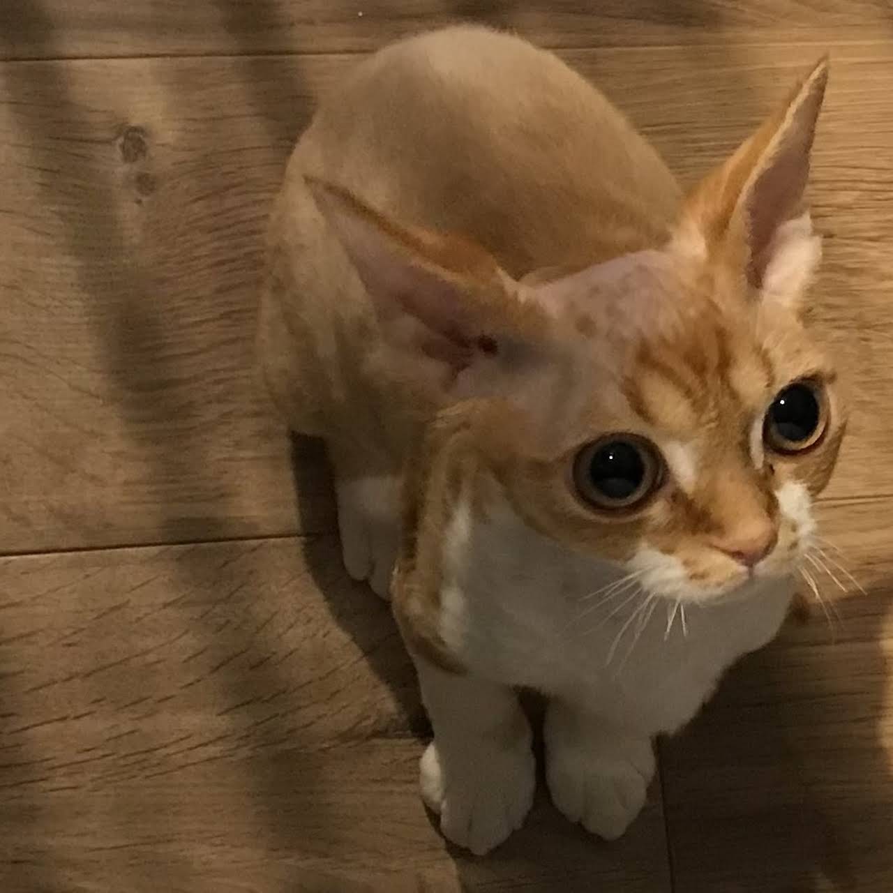 Cats House ねこや 猫カフェ