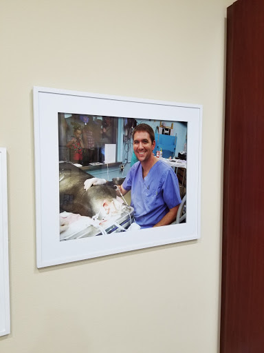 Pet Dentist At Tampa Bay Gallery - United States