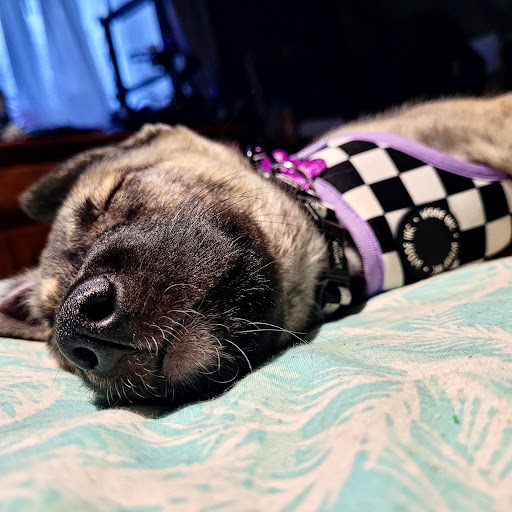 WOOF INC - Thumbnail
