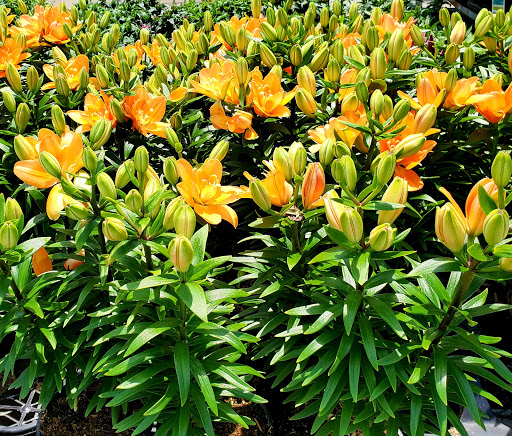 Greenbrier Nurseries Inc. - Thumbnail
