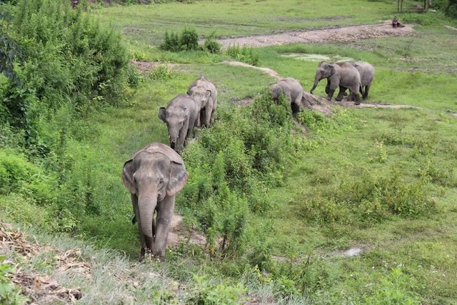 Elephant Jungle Sanctuary