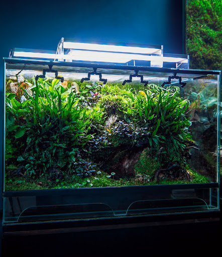 Premiumbuces - Tienda Online de Plantas de Acuario y Terrario - Thumbnail