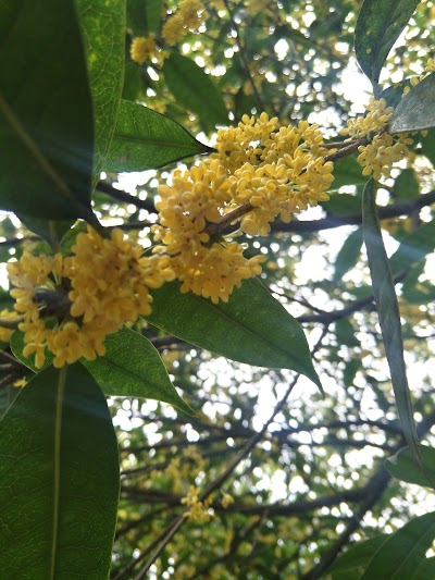 Photos of Lianghe City Forest Park