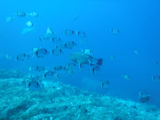 Submarinisme CNPS - Thumbnail