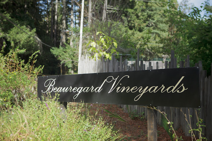 Beauregard Vineyards by null
