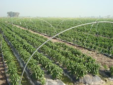 Warraich Agri Farms gujranwala