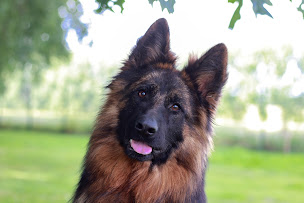 Photo n°30 de Élevage des Rives de la Néva à Saint-Jouan-de-l'Isle (Éleveur de chiens)