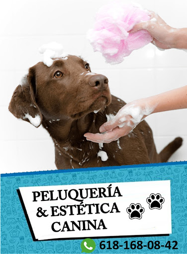 Servicios Médicos Veterinarios