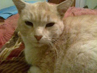Photos of Glen Veterinary Clinic