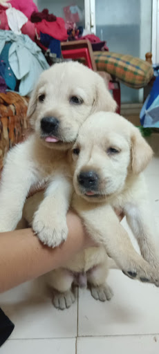 Labrador retriever puppies available for booking intrested person contact us as soon as possible post image