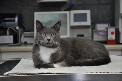 Blue Ridge Animal Clinic - Thumbnail
