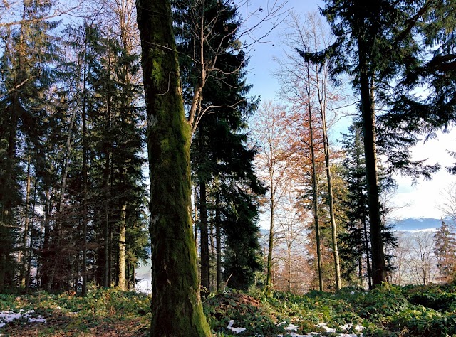 Abenteuerspielplatz Schattwäldli
