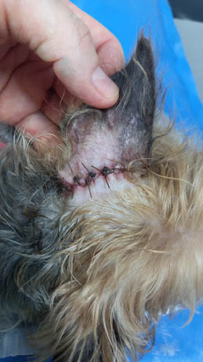 Clinica Veterinaria Kynos Estepona