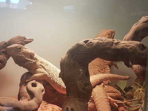 Reptilia - Thumbnail