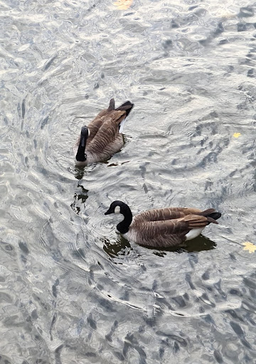 Pegnitz Freizeitpark - Visual
