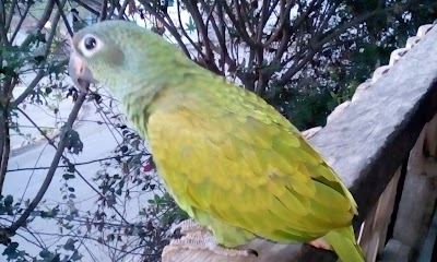 Photos of Picoaz&aacute; Park