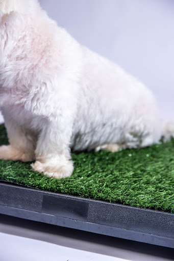 Woof Wizz - Thumbnail