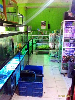 Ipung Ikan Hias Dan Aquarium, Author: ifunk purwanto