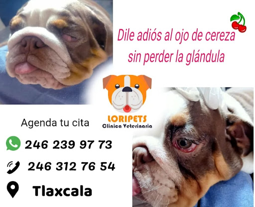 Veterinaria Loripets