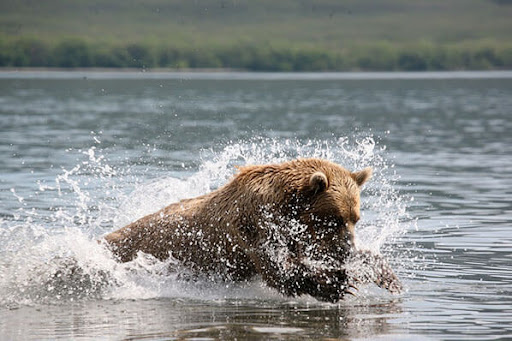 Bear Viewing Tours Alaska Gallery - United States